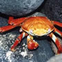 NORTH SEYMOUR (GALAPAGOS)