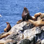 Seward (Alaska) Seward (Alaska)