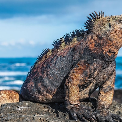 Galápagos Iguana