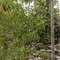 Club Tropical Resort Port Douglas - map
