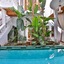 Riad Moucharabieh